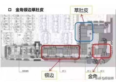 金角銀邊草肚皮|金角銀邊草肚皮 